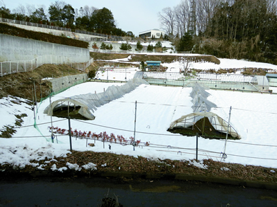 写真: ハウスのアーチパイプ部分に積雪し、その重みでパイプがゆがむ