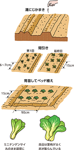 第2回:チンゲンサイ