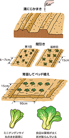 第2回：チンゲンサイ