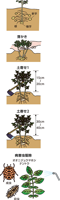 第3回：ジャガイモの萌芽後の上手な管理