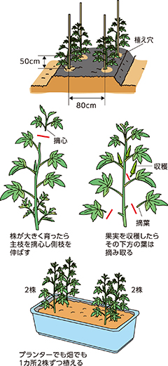 第4回：栄養豊か、花も楽しめるオクラ