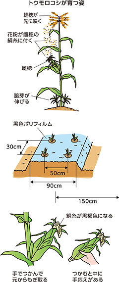 第5回:もぎたての味を楽しむトウモロコシ