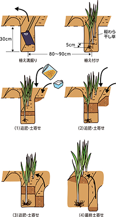 第6回：根深ネギの植え付けとその後の管理の要点