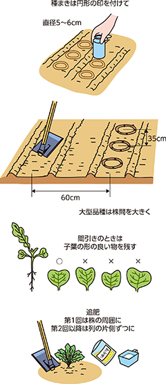 第8回：おいしくて形の良いダイコン作りのポイント