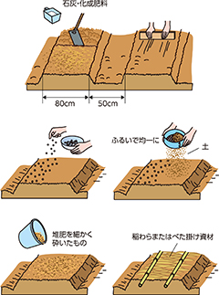 第9回：たくさん育て、たくさん食べよう　タマネギ