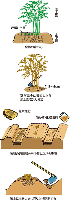 第11回：冬の手入れが翌年の出来を決めるアスパラガス