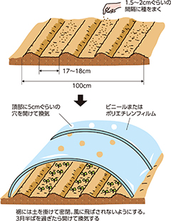 春取り小カブのトンネル栽培