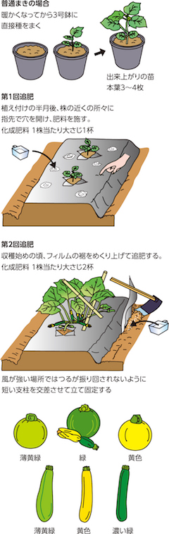 第15回:形・色が多彩で楽しみ多いズッキーニ