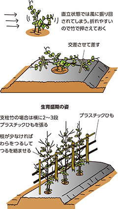 第16回：新鮮な味がたくさん取れるサヤエンドウ