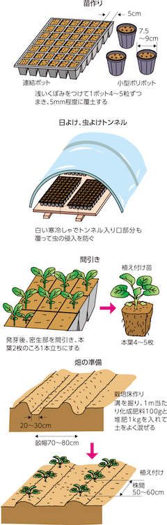 第19回：病害虫の予防を万全に　ハクサイ