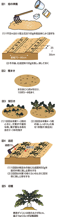 第20回：畑は小石を除き、よく耕す　ダイコン