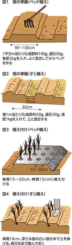 第22回：タマネギ　元肥にリン酸肥料を十分に