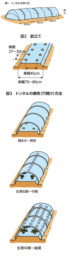 第24回：ダイコンのトンネル栽培　とう立ちの遅い品種を選ぶ