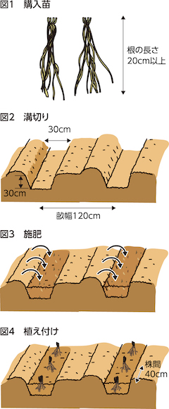 第25回：アスパラガス　十分な土作りをして植え付ける