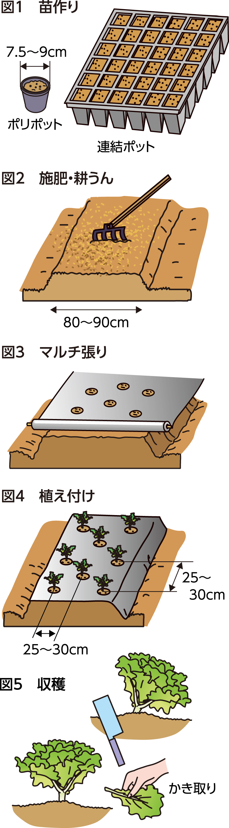 第27回：色鮮やかなサラダを楽しむ　リーフレタス