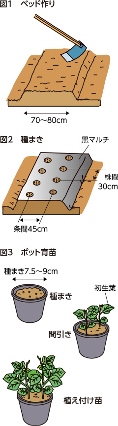 第28回：エダマメ 肥料は控えめに