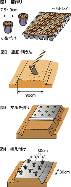 第30回：レタス　サラダ野菜の王様