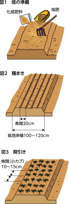 第31回：カブ　適期に間引きを行う