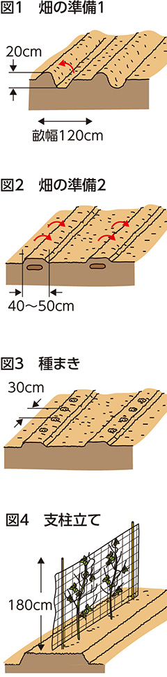 第32回：エンドウ　マメ科の連作に注意