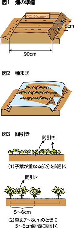 第33回：コマツナ　べた掛け資材で害虫を防ぐ