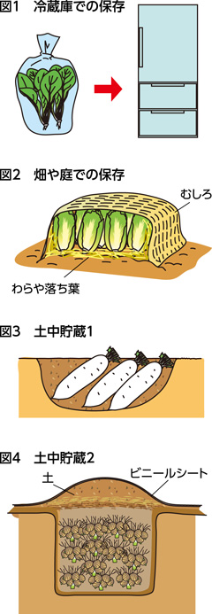 第34回：野菜の保存・貯蔵　温度・湿度に配慮して