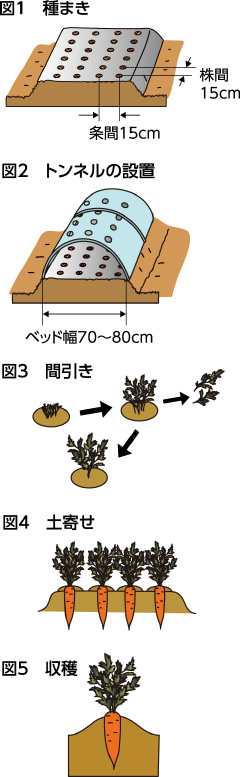 第36回：ニンジンのトンネル栽培 とう立ちさせない温度管理を