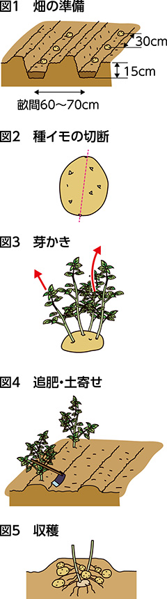 第37回：ジャガイモ　多様な品種を楽しむ