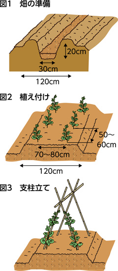 第39回：トマト　完熟でおいしさアップ