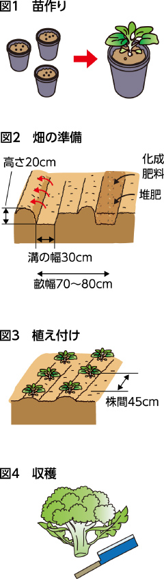 第41回：ブロッコリー　側花蕾を春まで取り続ける