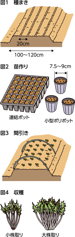 第42回：ミズナ（キョウナ）　小株から大株まで楽しむ