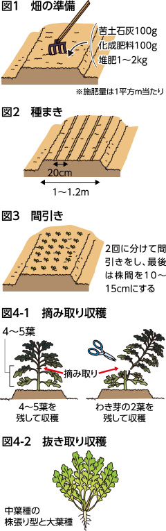 第43回：シュンギク　収穫後に花も楽しもう