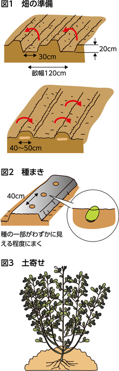 第45回：ソラマメ　マメ科野菜の連作を避ける