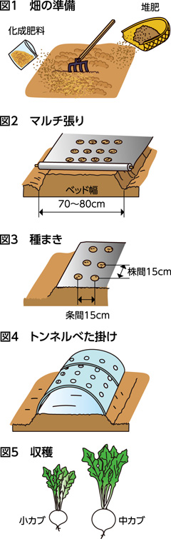 第48回：カブのトンネル栽培　適切な温度管理を心掛ける