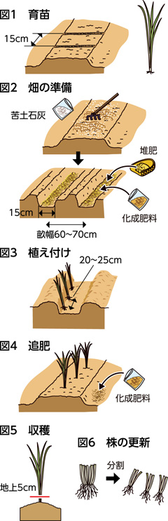 第49回：ニラ　長い期間収穫を楽しむ