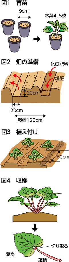 第50回：ルバーブ　香気と酸味のあるジャムを楽しむ