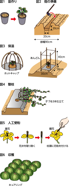 第51回：カボチャ　強健で育てやすい