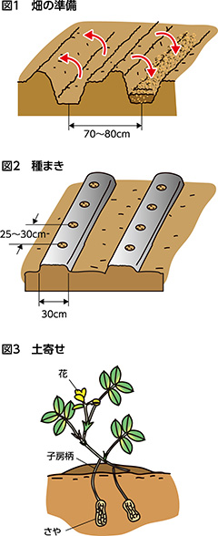 第52回：ラッカセイ　ゆでれば甘く、煎れば香ばしい