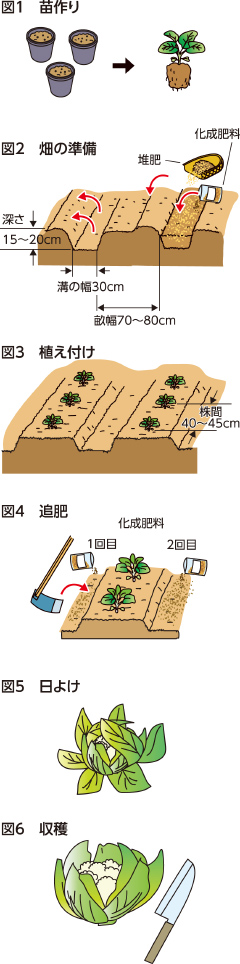 第53回：カリフラワー　純白な花蕾を適期に収穫