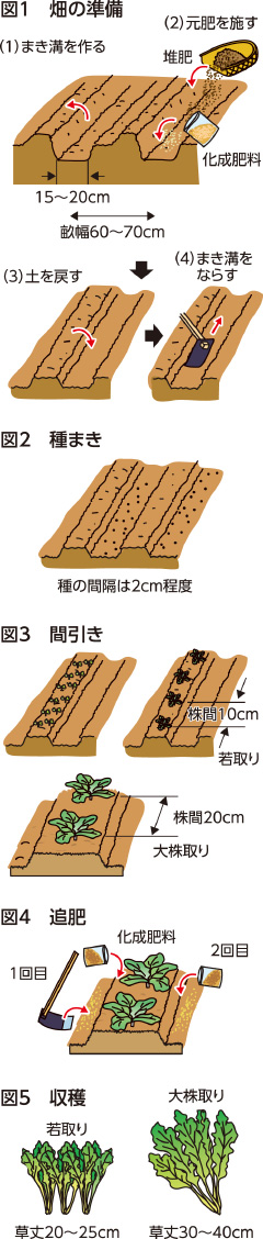 第54回：カラシナ　ピリッとした辛みを楽しむ