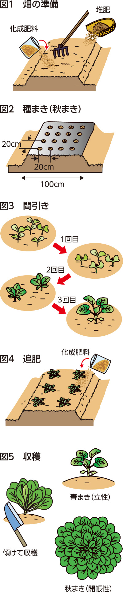 第55回：タアサイ　霜に当たるとおいしさが増す