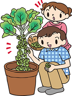 第6回:芽キャベツ(アブラナ科アブラナ属)